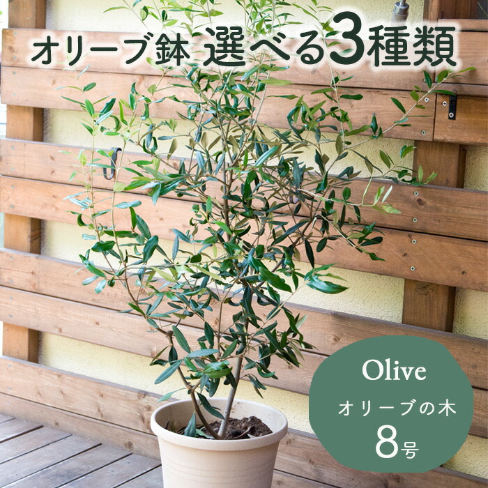 楽天市場】オリーブの木 観葉植物 オリーブ 8号 コロネイキ