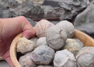 恐竜の卵みたいな石を割ってみたら…… 「欲しい！」中から出てきた“驚き
