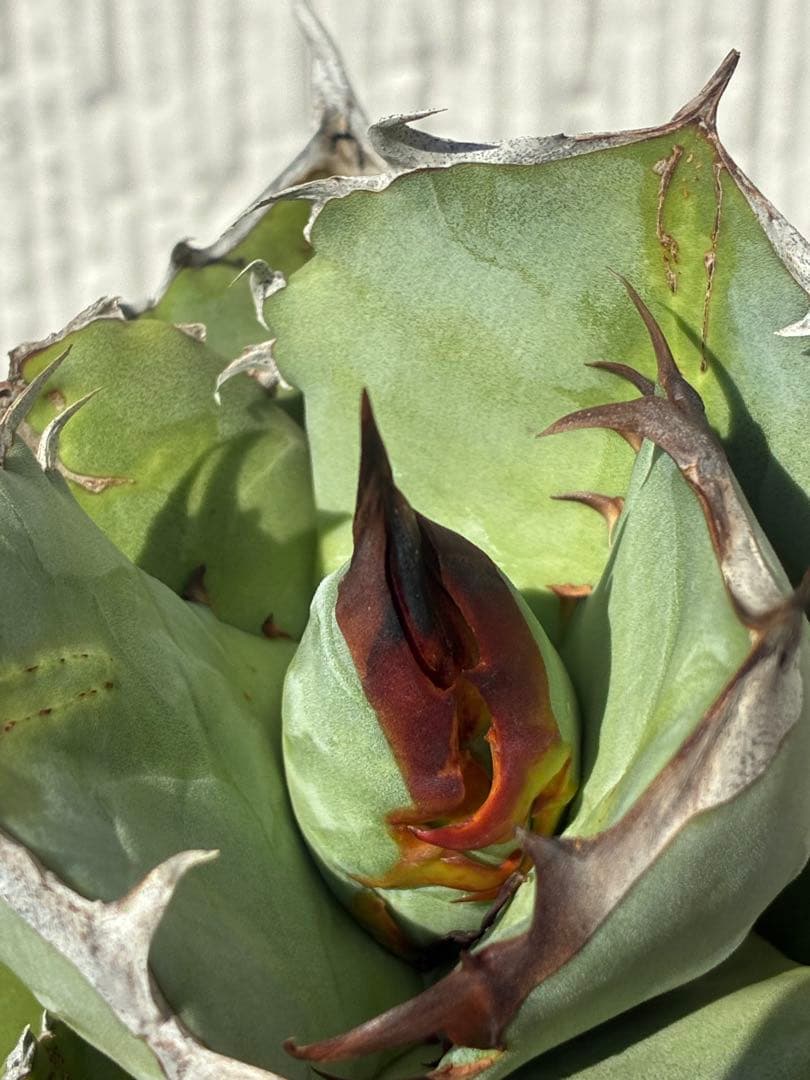 アガベチタノタブルー　実生 実生選抜株】アガベ・チタノタ「ブルー」 ”陽炎” 3号ポット | | アガベ